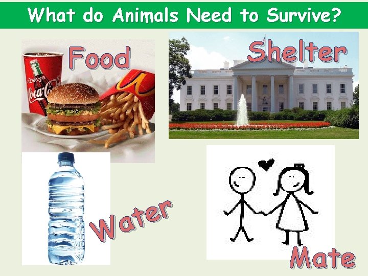 What do Animals Need to Survive? Food r e t a W Shelter Mate
