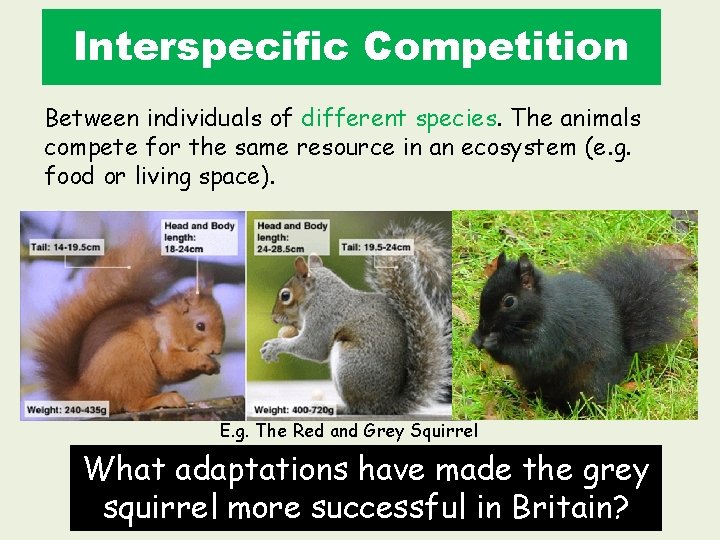 Interspecific Competition Between individuals of different species. The animals compete for the same resource