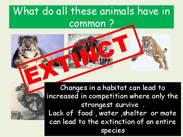 What do all these animals have in common ? T C N I T