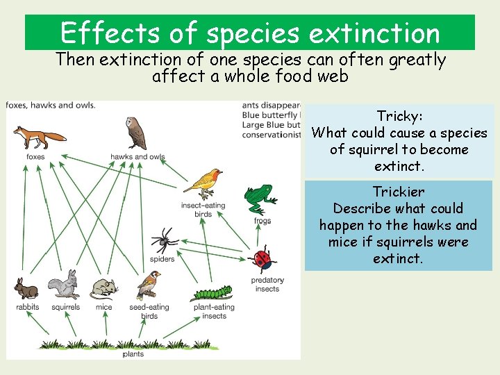 Effects of species extinction Then extinction of one species can often greatly affect a