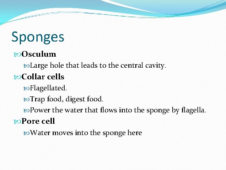 Sponges Osculum Large hole that leads to the central cavity. Collar cells Flagellated. Trap