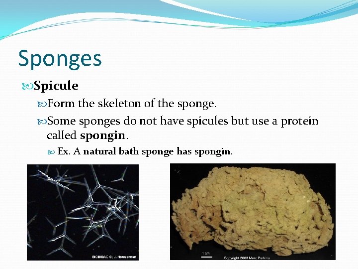 Sponges Spicule Form the skeleton of the sponge. Some sponges do not have spicules
