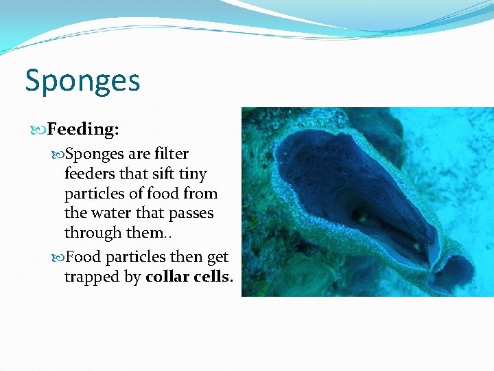 Sponges Feeding: Sponges are filter feeders that sift tiny particles of food from the