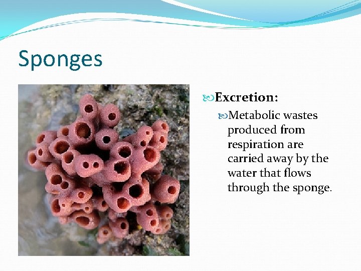 Sponges Excretion: Metabolic wastes produced from respiration are carried away by the water that