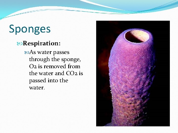 Sponges Respiration: As water passes through the sponge, O 2 is removed from the