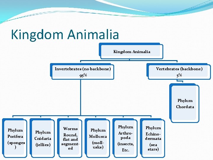 Kingdom Animalia Invertebrates (no backbone) Vertebrates (backbone) 95% 5% Phylum Chordata Phylum Porifera (sponges