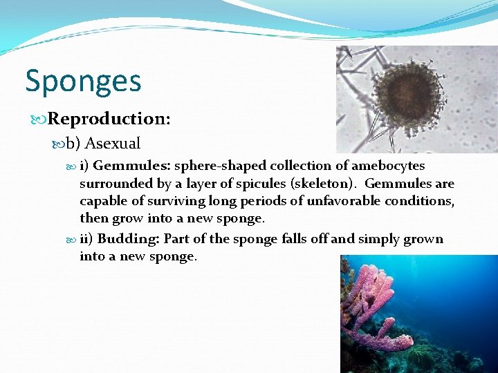 Sponges Reproduction: b) Asexual i) Gemmules: sphere-shaped collection of amebocytes surrounded by a layer