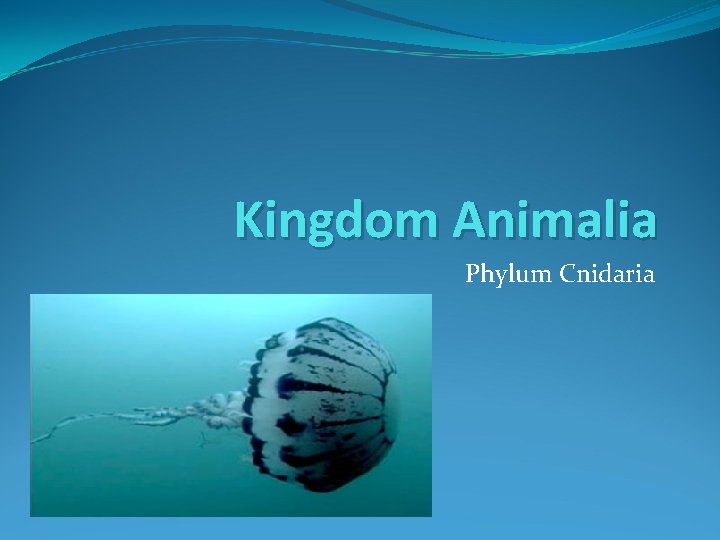 Kingdom Animalia Phylum Cnidaria 