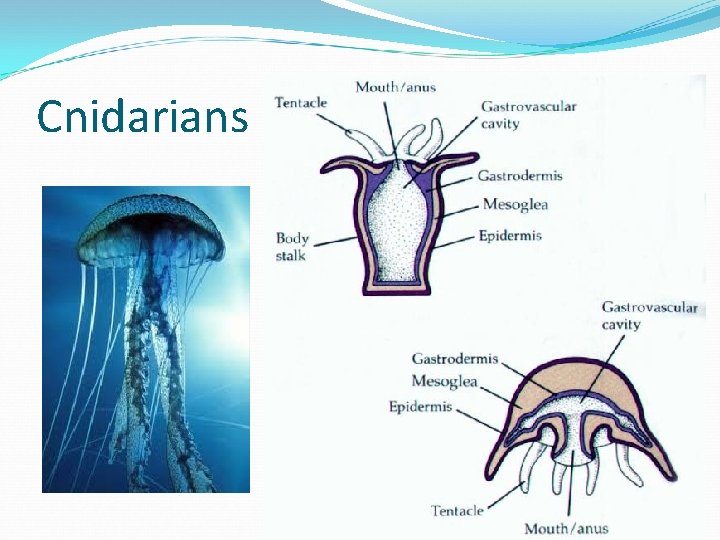 Cnidarians 