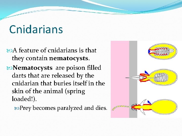 Cnidarians A feature of cnidarians is that they contain nematocysts. Nematocysts are poison filled