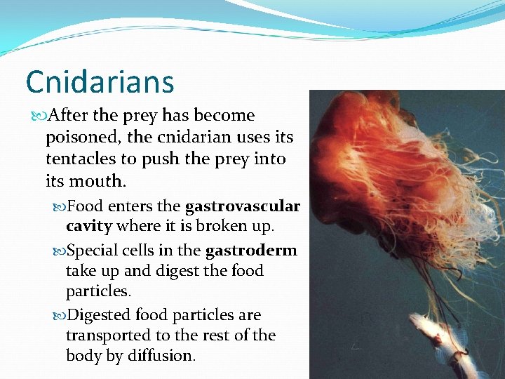 Cnidarians After the prey has become poisoned, the cnidarian uses its tentacles to push