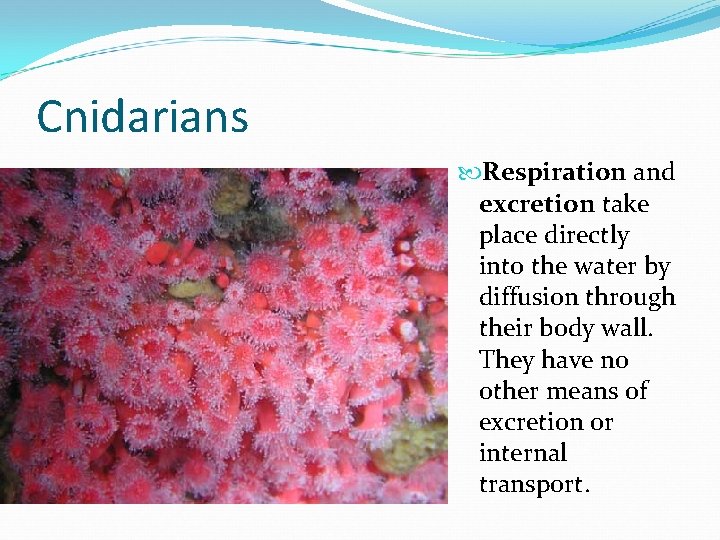 Cnidarians Respiration and excretion take place directly into the water by diffusion through their