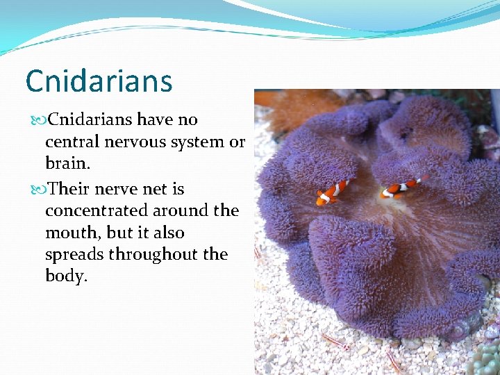 Cnidarians have no central nervous system or brain. Their nerve net is concentrated around