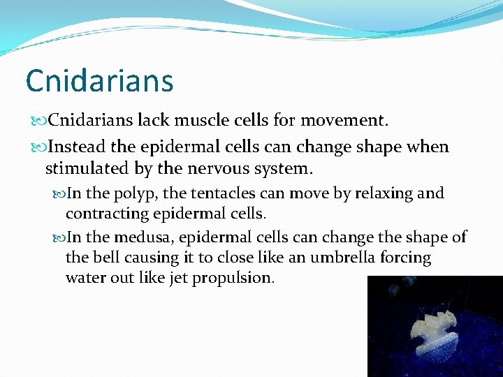 Cnidarians lack muscle cells for movement. Instead the epidermal cells can change shape when