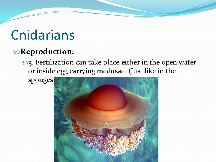 Cnidarians Reproduction: 3. Fertilization can take place either in the open water or inside