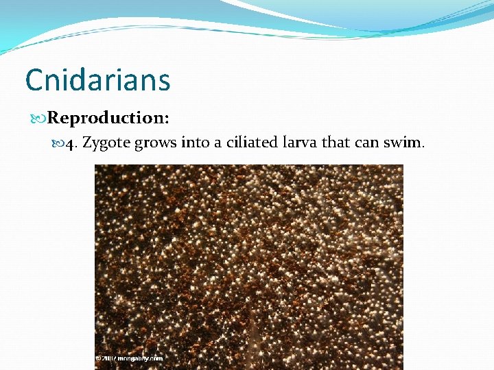 Cnidarians Reproduction: 4. Zygote grows into a ciliated larva that can swim. 