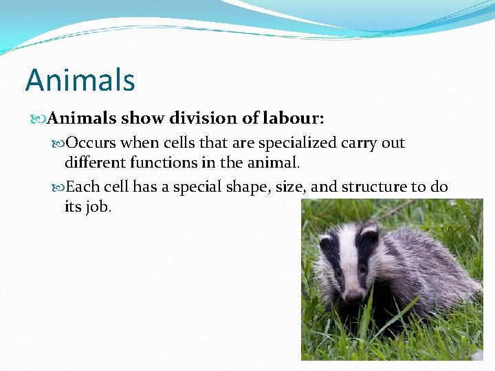 Animals show division of labour: Occurs when cells that are specialized carry out different