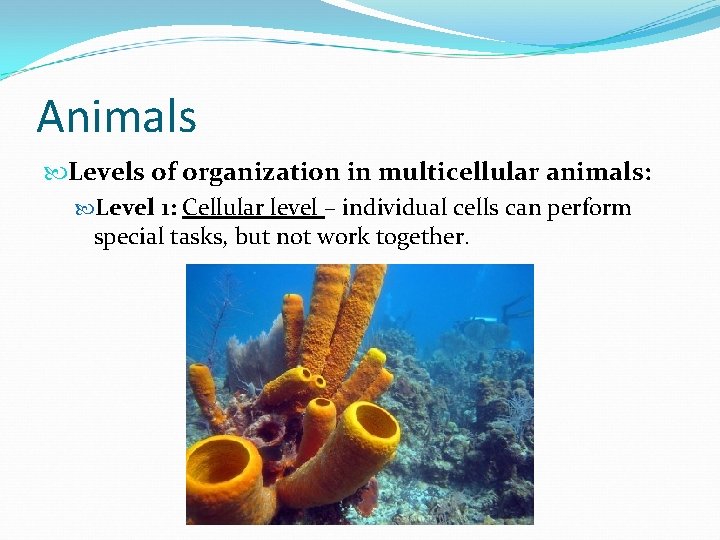 Animals Levels of organization in multicellular animals: Level 1: Cellular level – individual cells