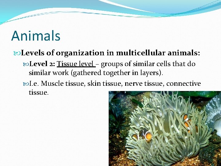 Animals Levels of organization in multicellular animals: Level 2: Tissue level – groups of