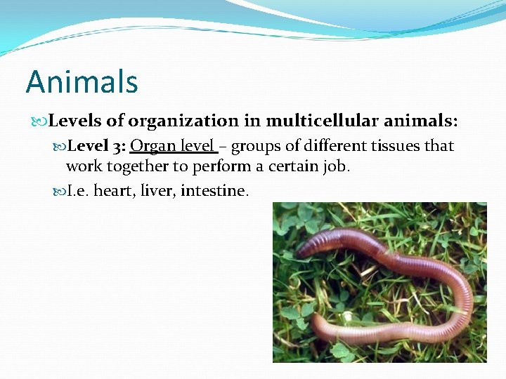 Animals Levels of organization in multicellular animals: Level 3: Organ level – groups of