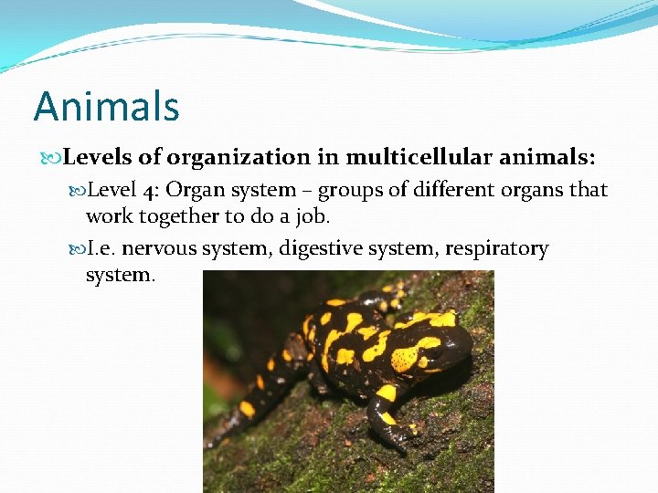 Animals Levels of organization in multicellular animals: Level 4: Organ system – groups of