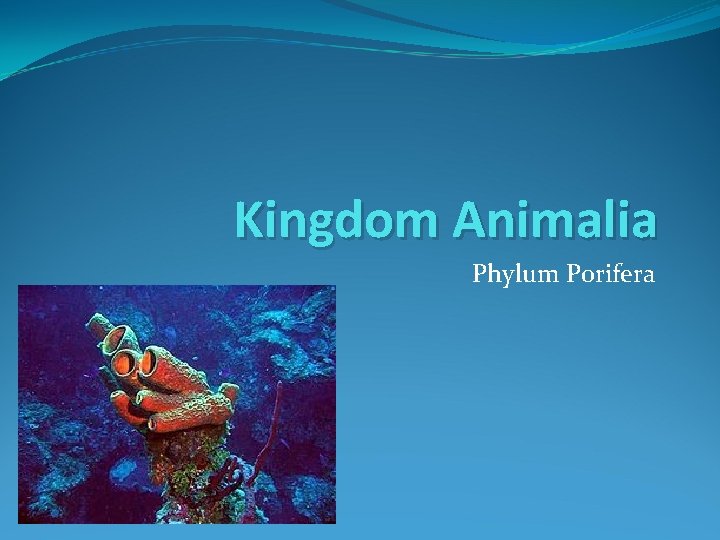 Kingdom Animalia Phylum Porifera 