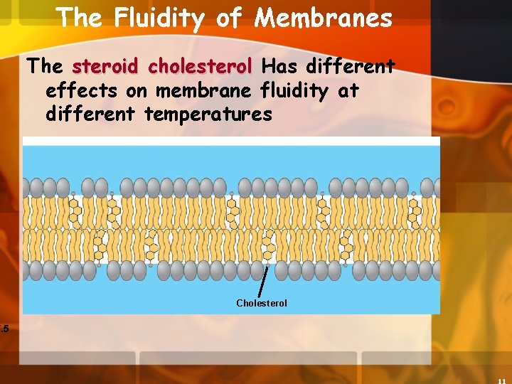 7. 5 The Fluidity of Membranes The steroid cholesterol Has different effects on membrane