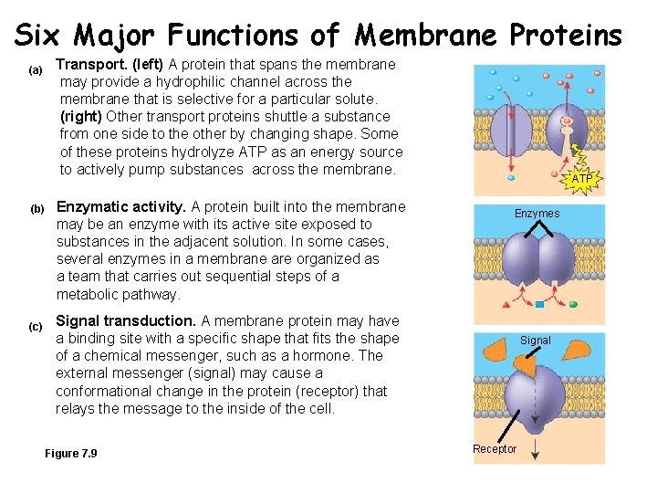 Six Major Functions of Membrane Proteins (a) (b) (c) Transport. (left) A protein that