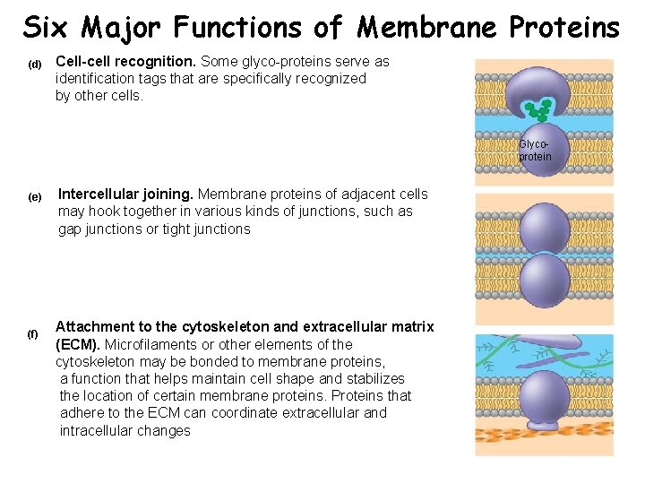 Six Major Functions of Membrane Proteins (d) Cell-cell recognition. Some glyco-proteins serve as identification