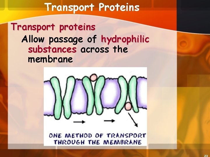 Transport Proteins Transport proteins Allow passage of hydrophilic substances across the membrane 