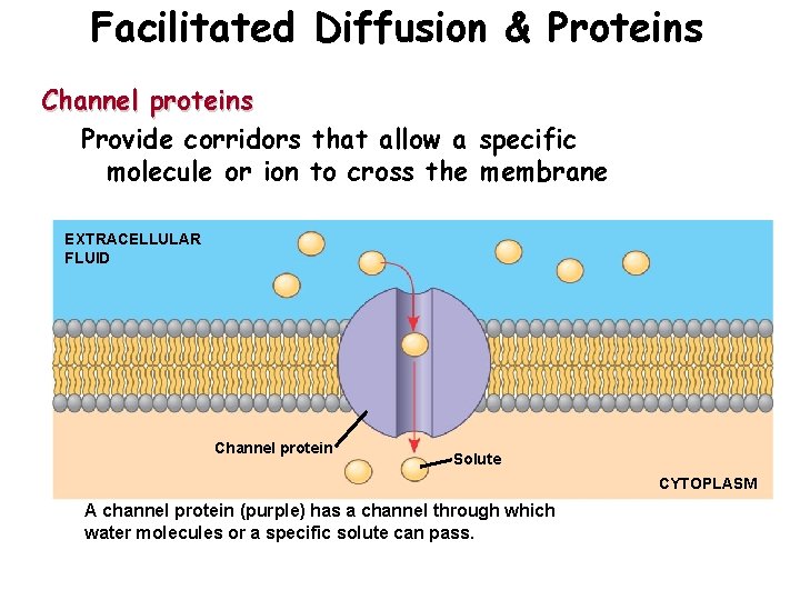 Facilitated Diffusion & Proteins Channel proteins Provide corridors that allow a specific molecule or