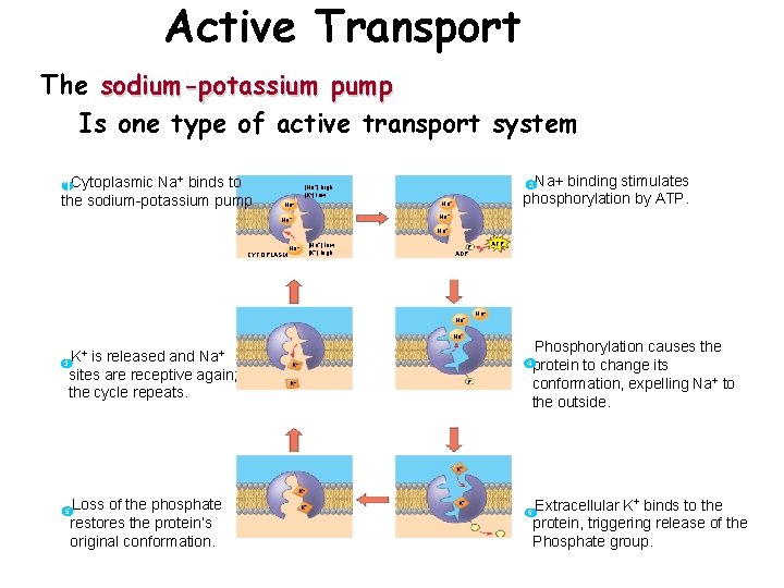 Active Transport The sodium-potassium pump Is one type of active transport system 1 Cytoplasmic