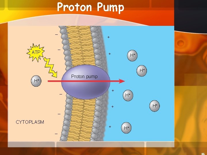 Proton Pump – – ATP EXTRACELLULAR FLUID + + H+ H+ Proton pump H+