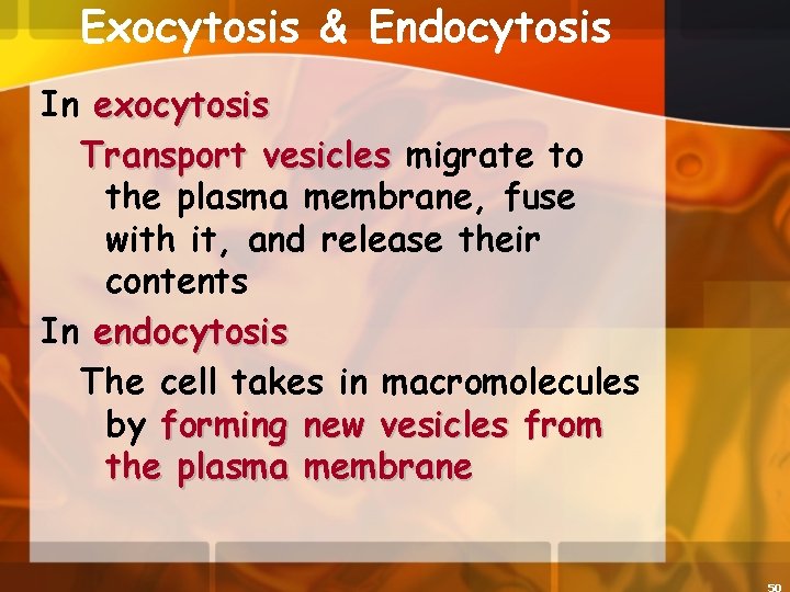 Exocytosis & Endocytosis In exocytosis Transport vesicles migrate to the plasma membrane, fuse with
