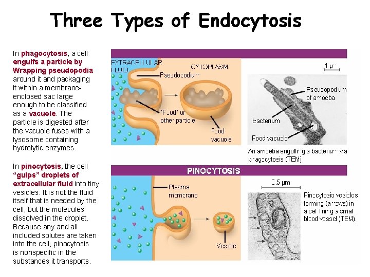Three Types of Endocytosis In phagocytosis, phagocytosis a cell engulfs a particle by Wrapping