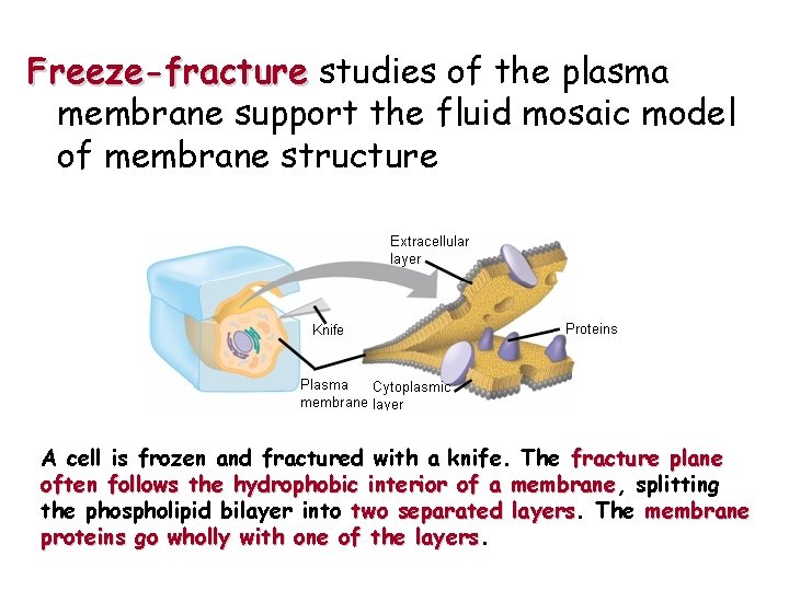 Freeze-fracture studies of the plasma membrane support the fluid mosaic model of membrane structure