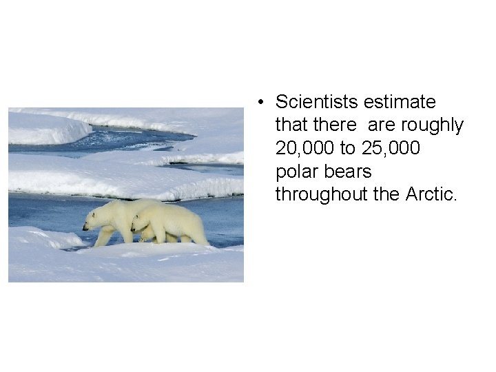  • Scientists estimate that there are roughly 20, 000 to 25, 000 polar