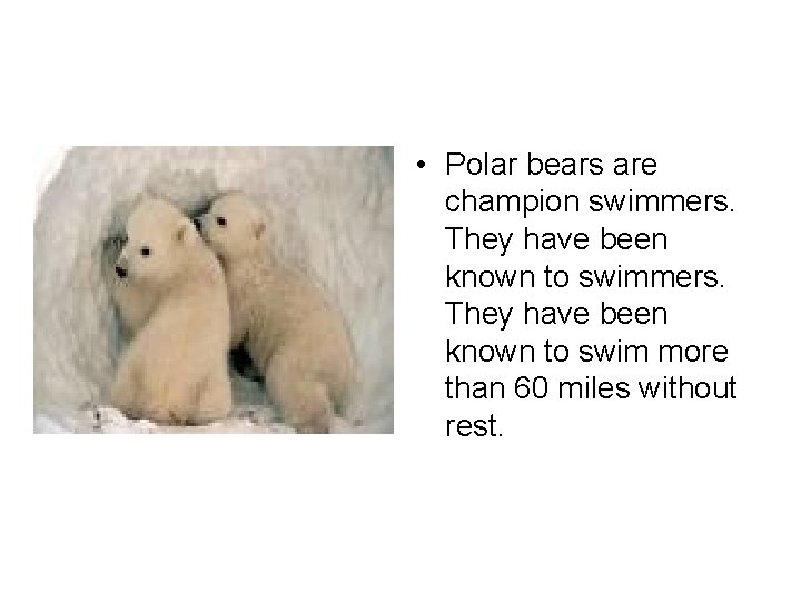  • Polar bears are champion swimmers. They have been known to swim more