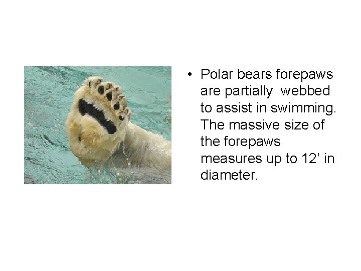  • Polar bears forepaws are partially webbed to assist in swimming. The massive