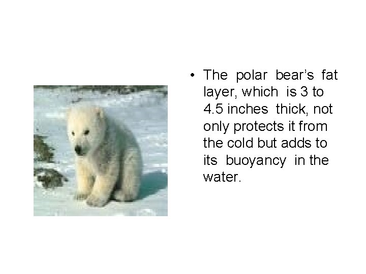  • The polar bear’s fat layer, which is 3 to 4. 5 inches