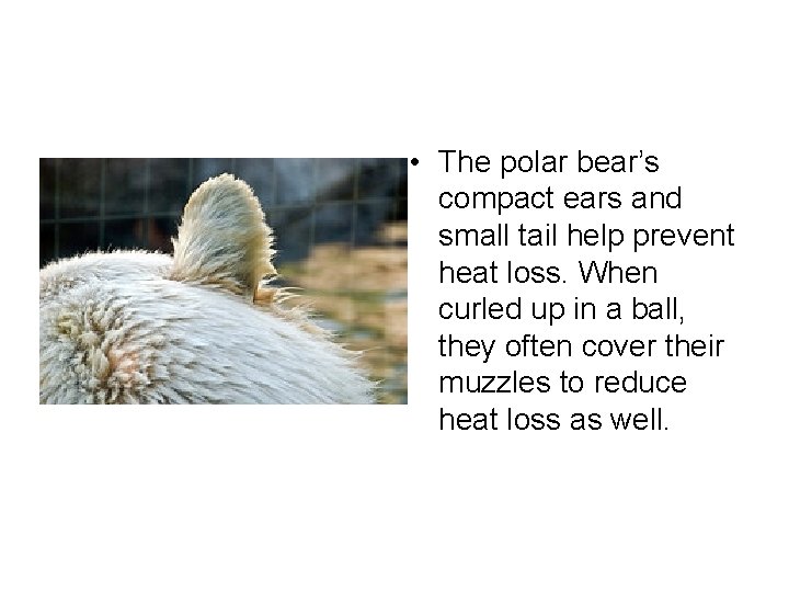  • The polar bear’s compact ears and small tail help prevent heat loss.