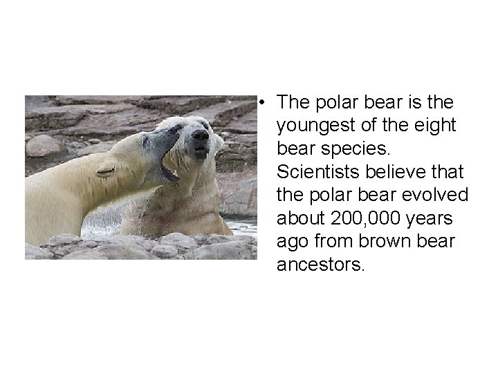  • The polar bear is the youngest of the eight bear species. Scientists