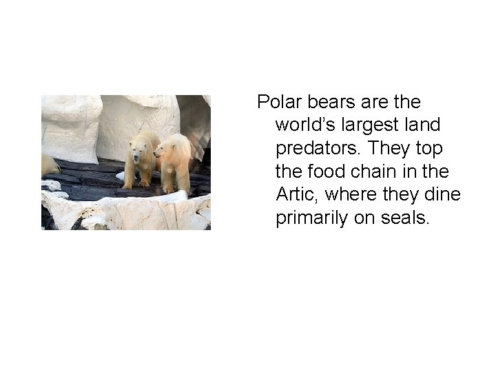 Polar bears are the world’s largest land predators. They top the food chain in