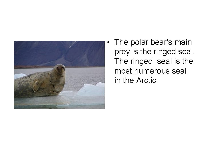  • The polar bear’s main prey is the ringed seal. The ringed seal