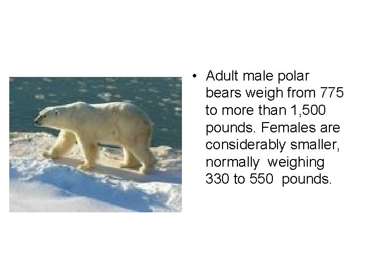  • Adult male polar bears weigh from 775 to more than 1, 500