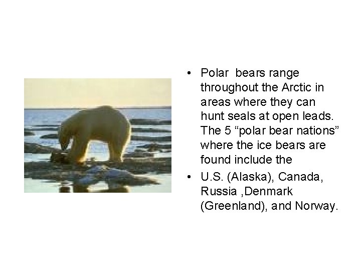  • Polar bears range throughout the Arctic in areas where they can hunt