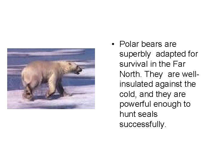  • Polar bears are superbly adapted for survival in the Far North. They