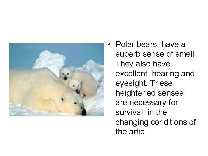  • Polar bears have a superb sense of smell. They also have excellent