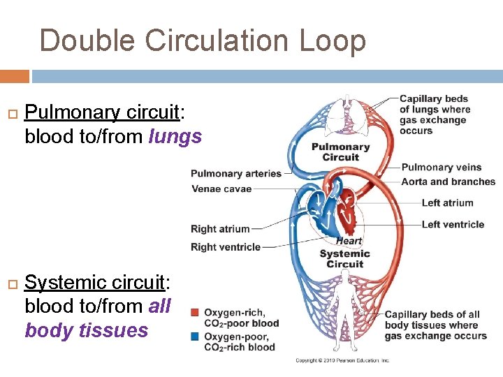 Double Circulation Loop Pulmonary circuit: blood to/from lungs Systemic circuit: blood to/from all body