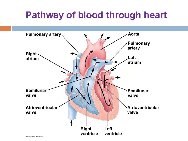 Pathway of blood through heart 